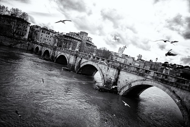 Gabbiani a Castel Sant'Angelo