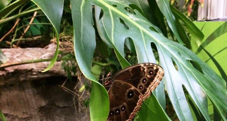 Effetto farfalla: primo piano su una farfalla marrone