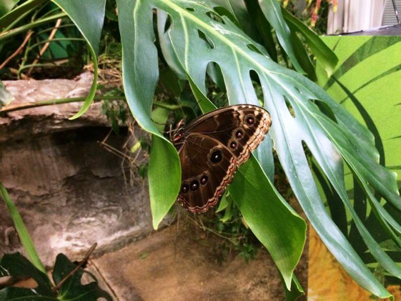 Effetto farfalla: primo piano su una farfalla marrone