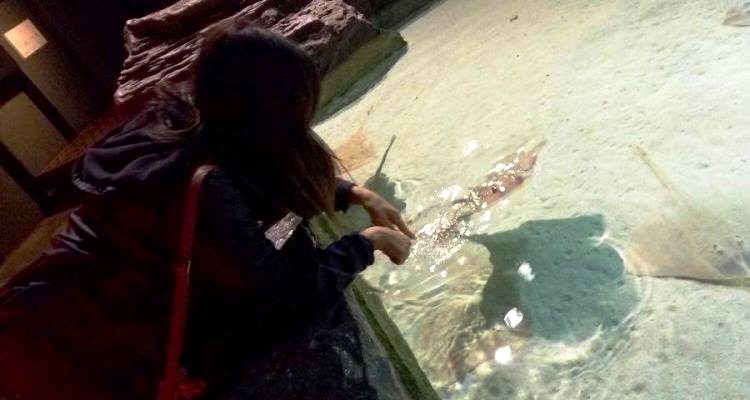 Accarezzare le razze all'acquario di Genova Ragazza accarezza le razze nell'Acquario di Genova