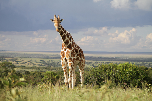 Lo zaino è pronto, io no. Giraffa nella savana