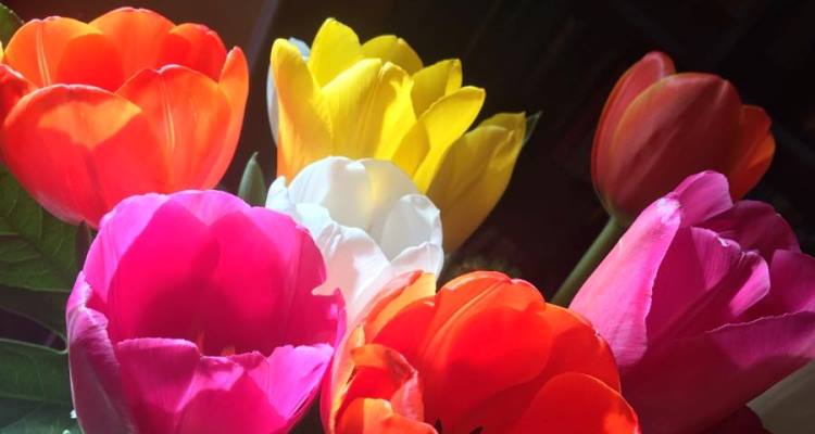 Cose da fare prima dei 40 anni - tulipani colorati