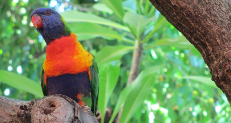 Il lato selvaggio dell'Australia: pappagallino su un ramo