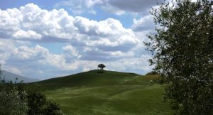 Un albero solitario in cima a un colle toscano