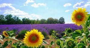 Lavanda e girasoli a Sainte-Croix-du-Verdon