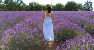 Provenza: Ragazza che cammina in un campo di lavanda