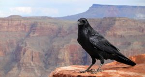 Corvo nel deserto americano