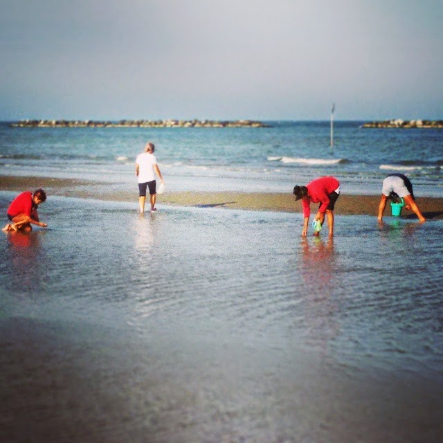 TTG: raccoglitori di vongole sulla spiaggia di Cesenatico