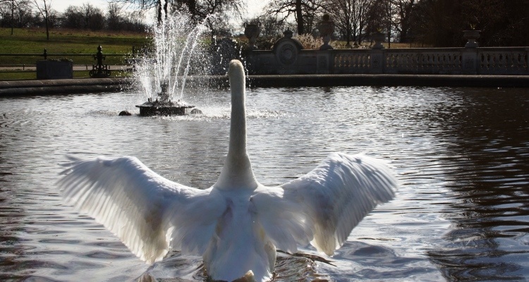 Viaggiare da sola: cigno che spiega le ali in un laghetto