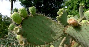 Orto Botanico di Roma: fico d'India