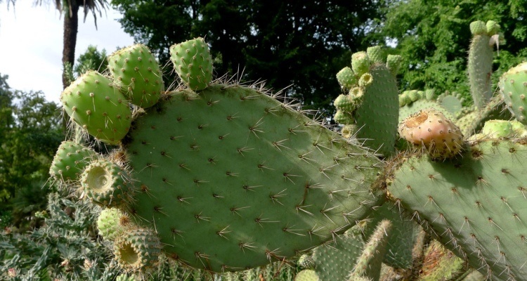 Orto Botanico di Roma: fico d'India