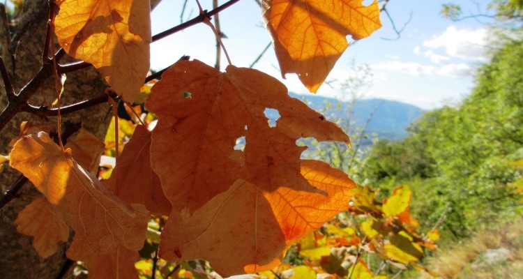 Montagna: foglie d'autunno