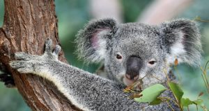 Australia: koala su un eucalipto