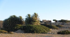 Creta Est: palme al vento