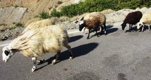 Errori da non fare: pecore su una strada asfaltata