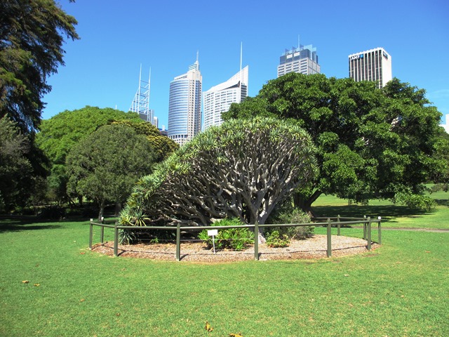 Sydney: Royal Botanic Garden