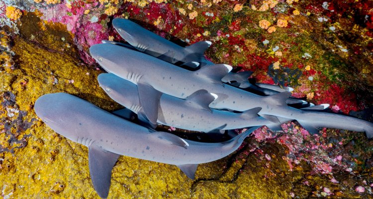Web: squali a Revillagigedo Islands, Messico