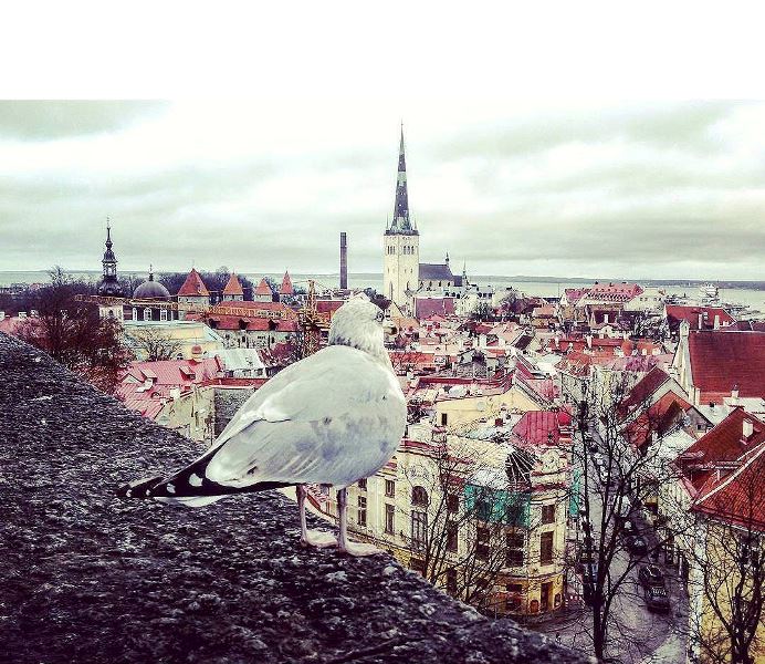 Un gabbiano sui tetti di Tallinn