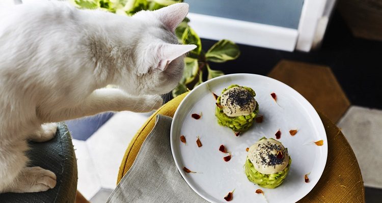 Colazioni instagrammabili a Roma: Romeow Cat Bistrot