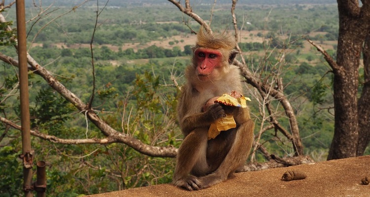 10 cose da vedere in Sri Lanka: scimmia con Toblerone in mano