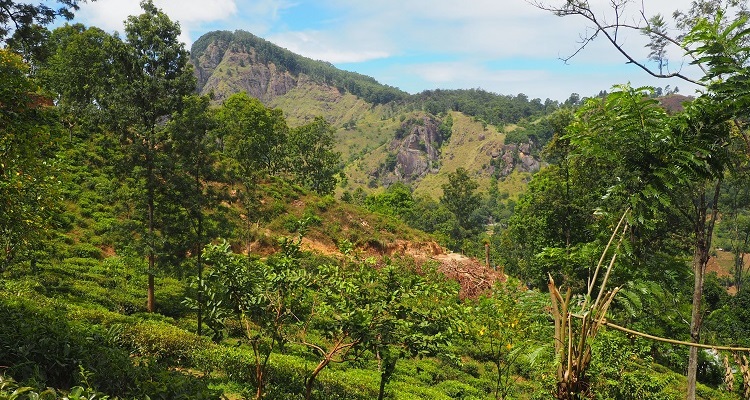 Sri Lanka: 10 cose da vedere. Panorama verde di Ella