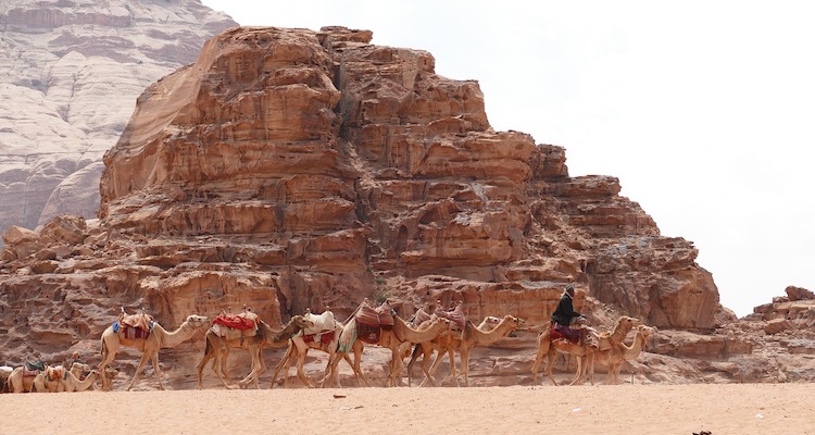 Cammelli nel deserto del Wadi Rum, in Giordania