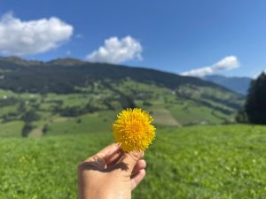 Fiore Giallo a Racines
